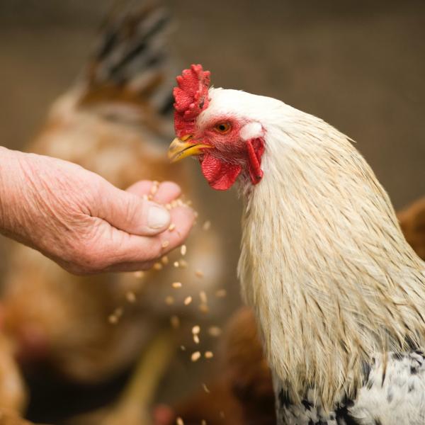 What is Organic September? Our guide to Organic Living