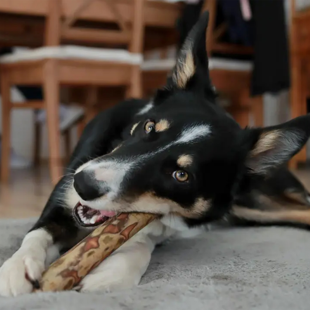 Dog Treats & Chews
