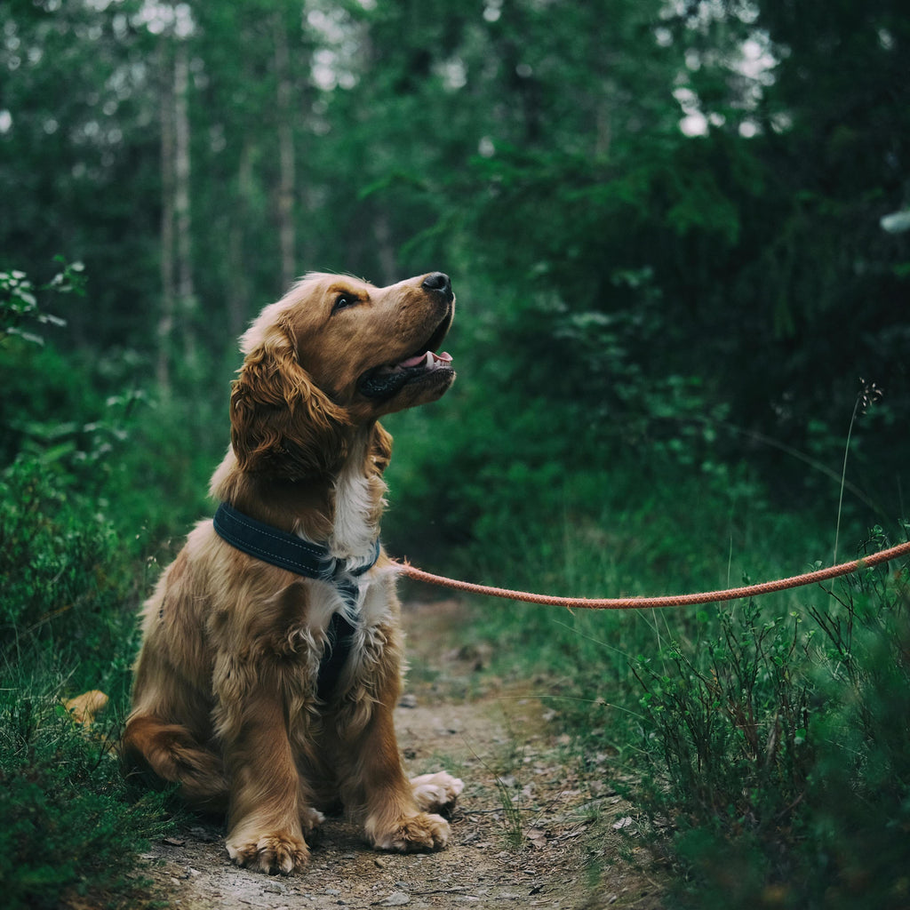 Time for Walkies