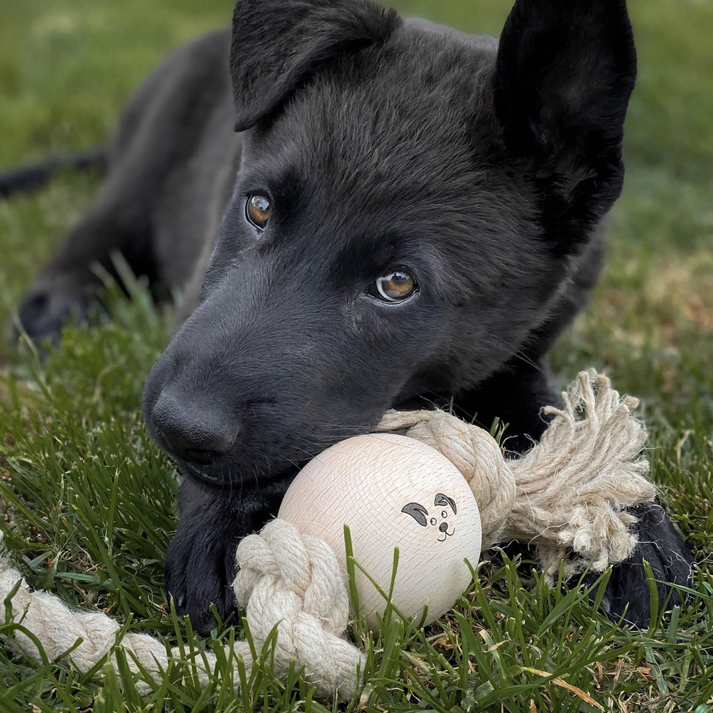 Pet Toys