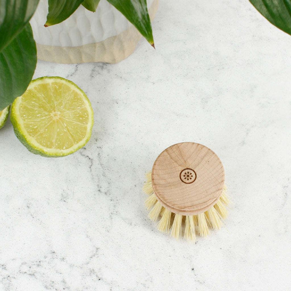 Wooden dish brush head with natural bristles on marble surface beside lime slices and green houseplant
