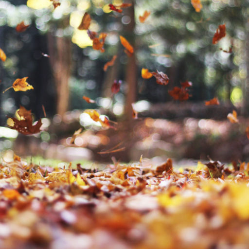 Fall into sustainable habits: five tips for a greener autumn